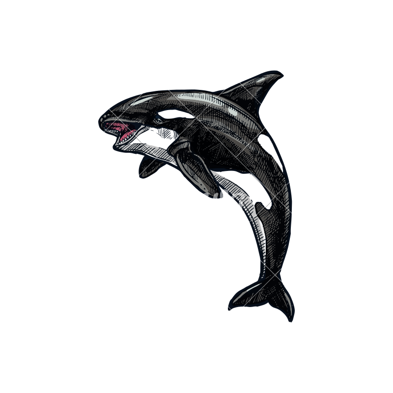 800x800 Orca Whale Icon Vector Illustration
