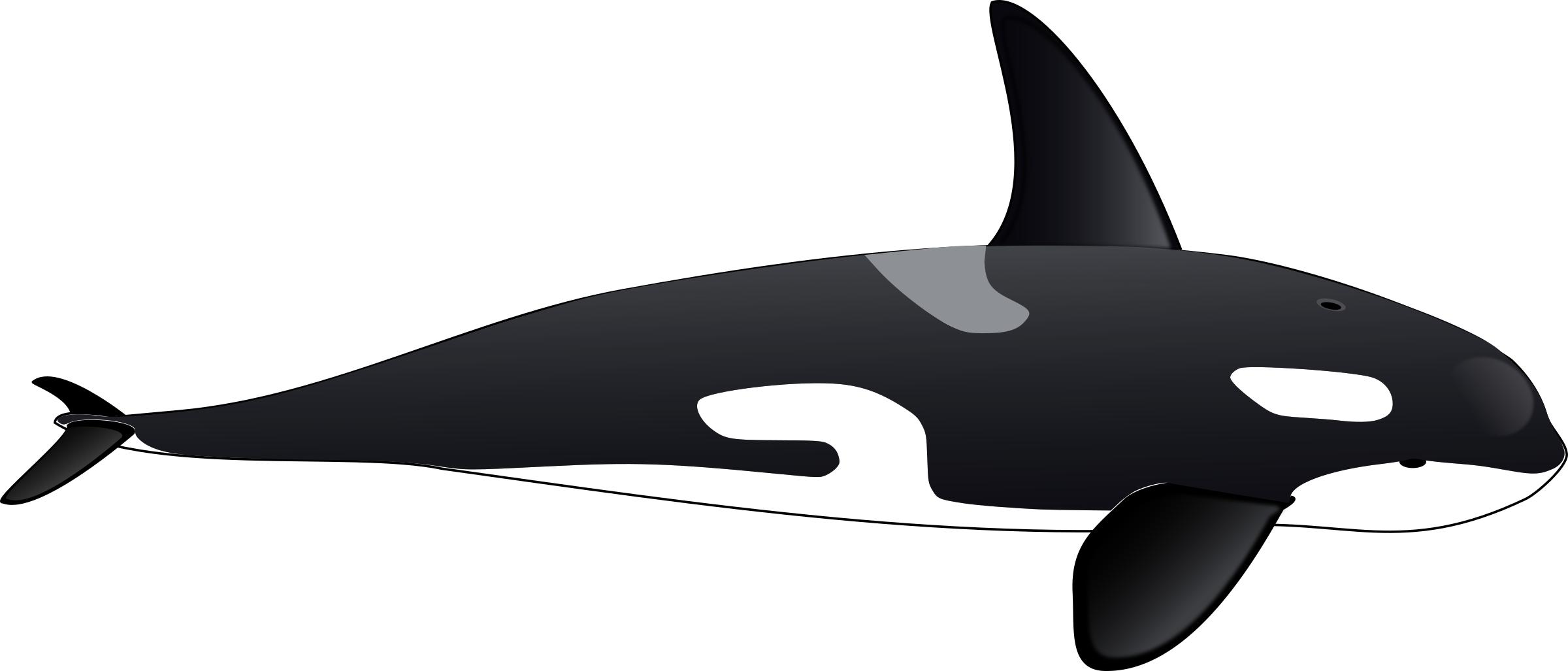 2400x1027 Orca Icons Png