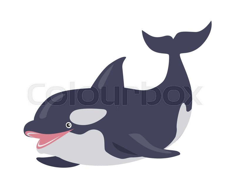 800x640 Killer Whale Cartoon Character Cute Stock Vector Colourbox