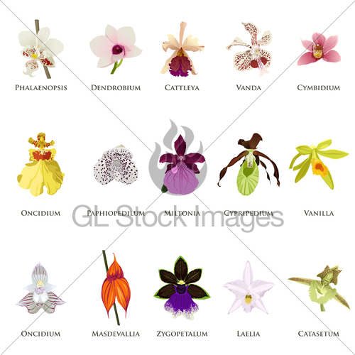 500x500 Orchid Icons Gl Stock Images