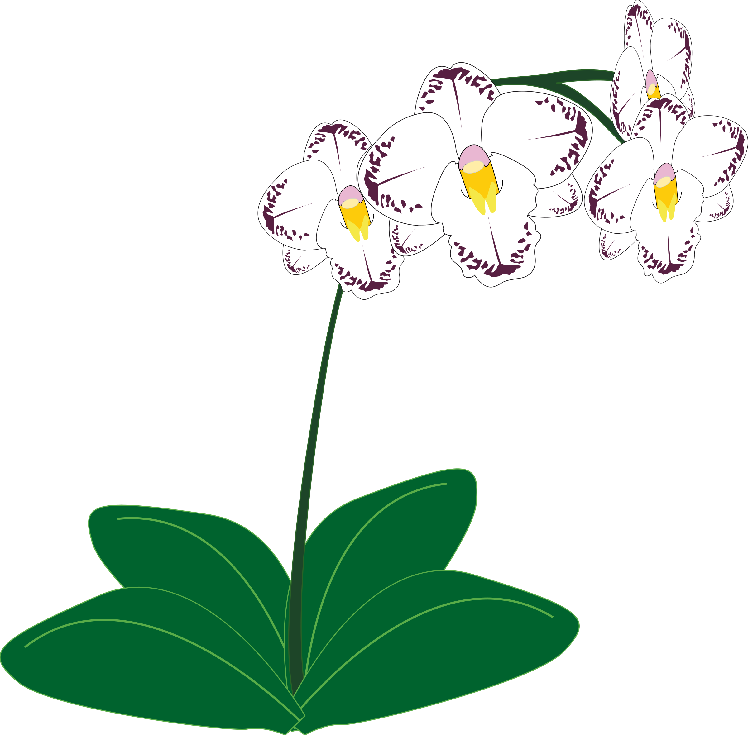 2400x2359 Orchid Icons Png