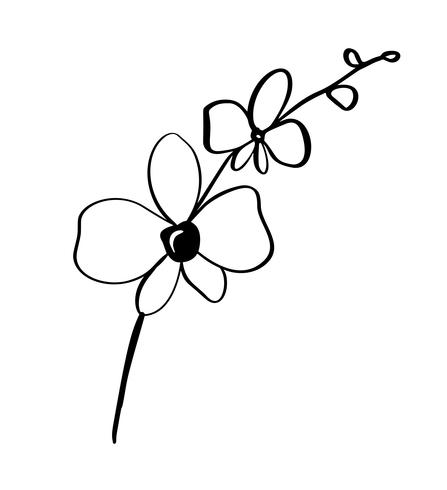 447x490 Beautiful Monochrome Vector Floral Background With Orchid Branch