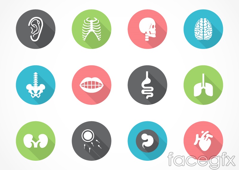 800x569 Organ Icon Vector Over Millions Vectors, Stock Photos, Hd