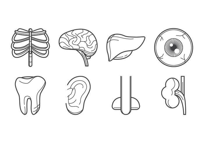 700x490 Human Organ Icon Vector