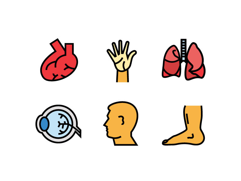 800x600 Human Organ Icons