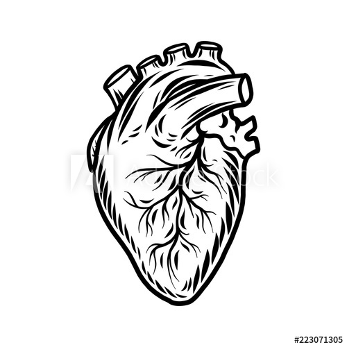 500x500 Human Heart Organ Icon Hand Drawn Illustration Of Human Heart
