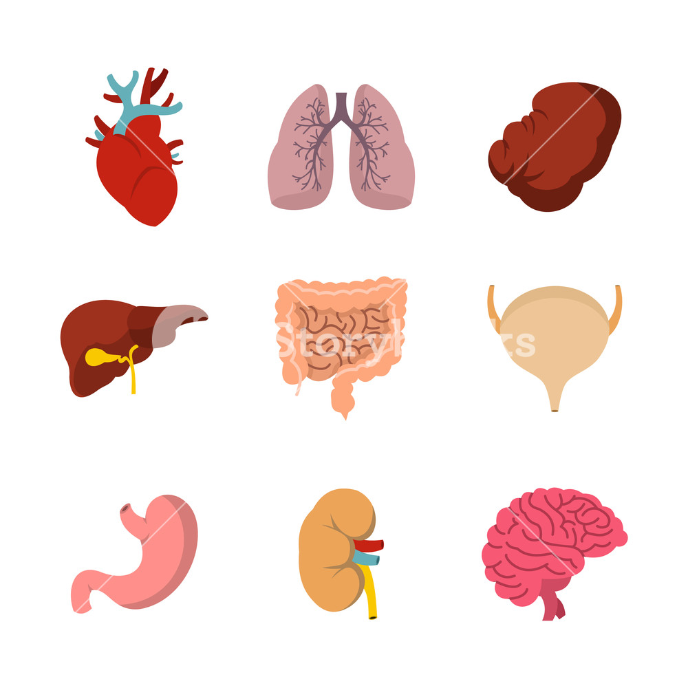 1000x1000 Human Internal Organ Icon Set Flat Set Of Human Internal Organ
