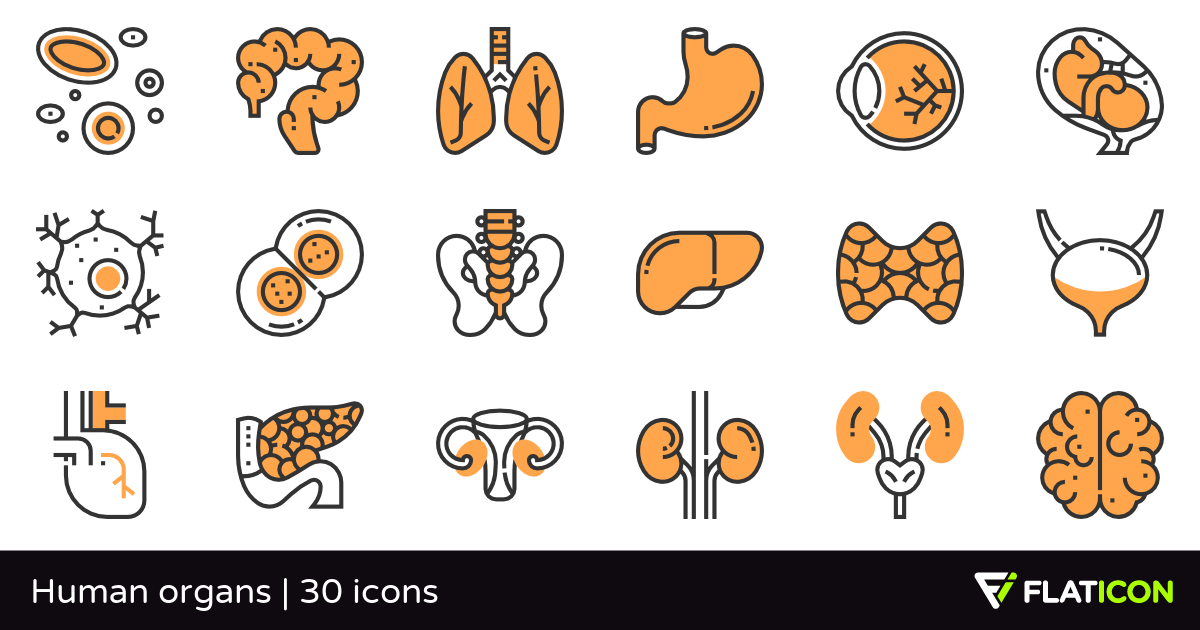 1200x630 Human Organs Free Icons