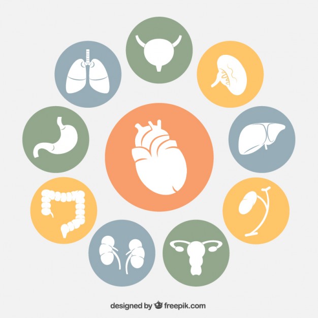 626x626 Human Organs Icons Vector Free Download