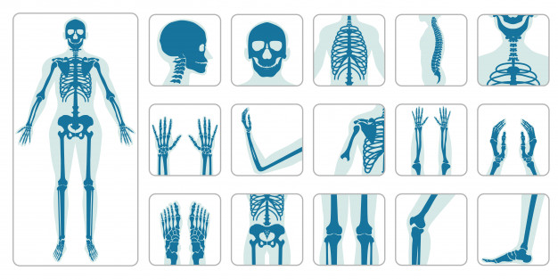 626x313 Human Bones Orthopedic And Skeleton Icon Set Vector Premium Download