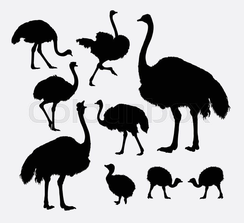 800x731 Ostrich Poultry Animal Silhouettes Stock Vector Colourbox
