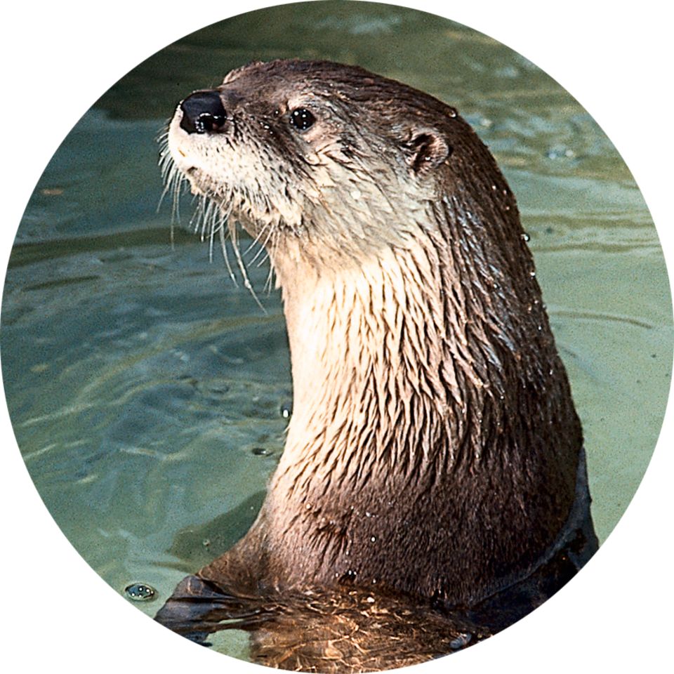 960x960 Otter Facts For Kids Otter Information Dk Find Out