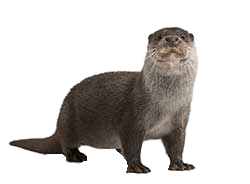 250x184 Full Size Otter Icons Png