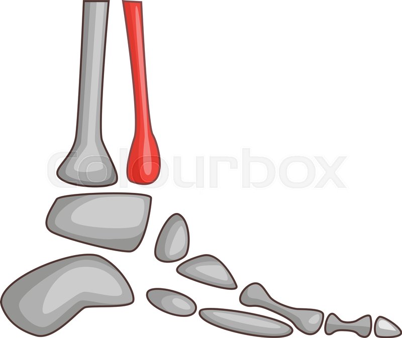 800x673 Ankle Pan Cartoon Illustration Stock Vector Colourbox