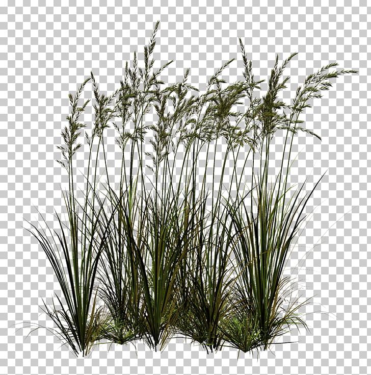 728x735 Paintshop Pro Plug In Png, Clipart, Arecales, Blog, Chrysopogon