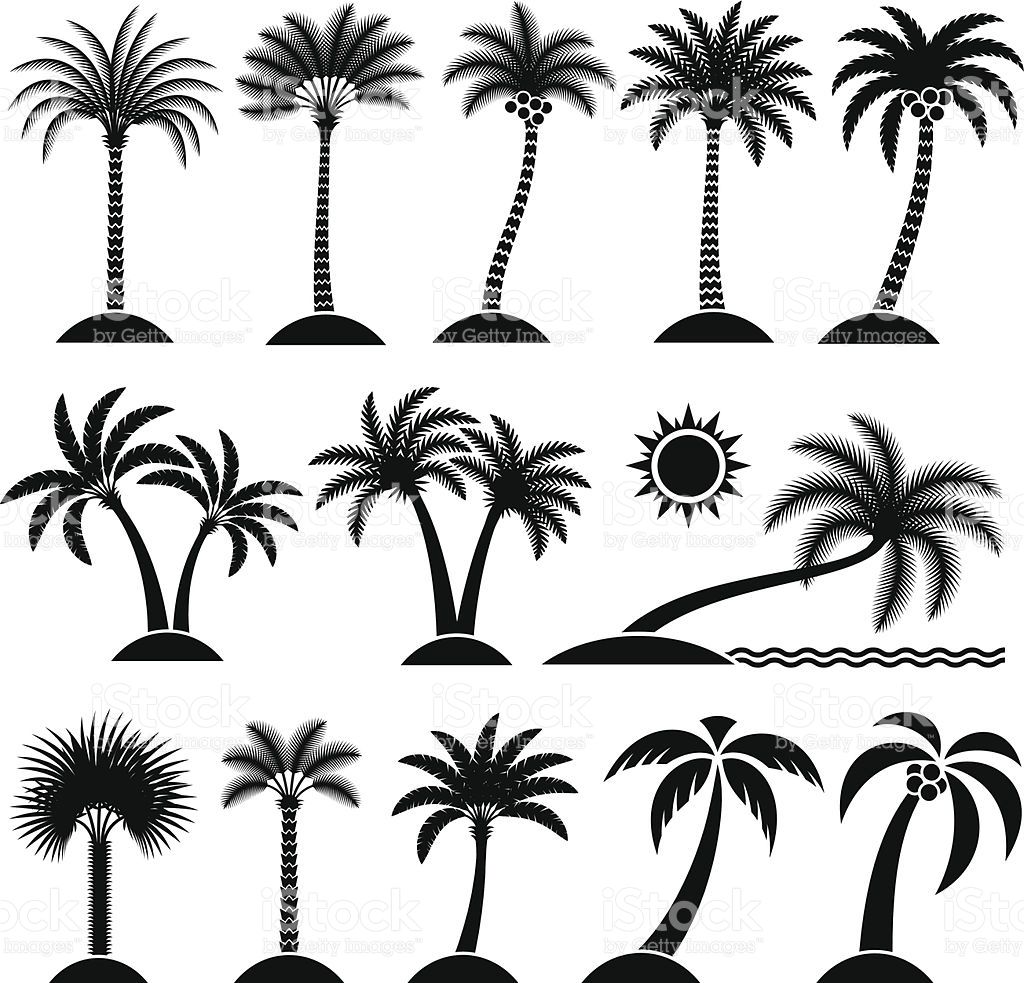 1024x983 Palm Tree Collection Black And White Royalty Free Vector Interface
