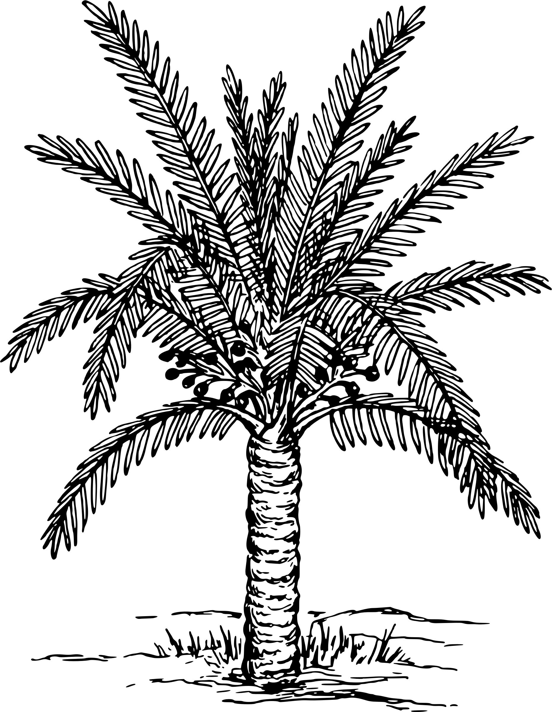 Рисунок фиников. Финиковая Пальма пальмы. Пальма метроксилон. Финиковая Пальма в Африке. Финиковая Пальма вектор.