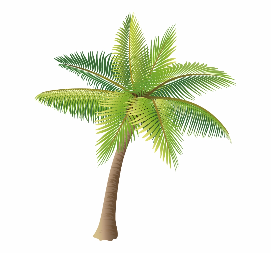 920x858 Material Coconut Vector Tree Icon Hd Image Free Png