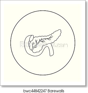 362x382 Pancreas Icon In Outline Style Isolated On White Background
