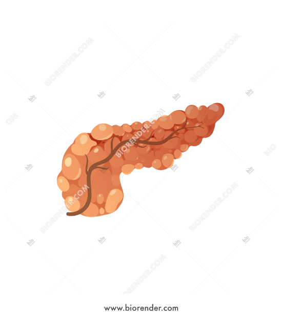 550x620 Biorender Pancreas