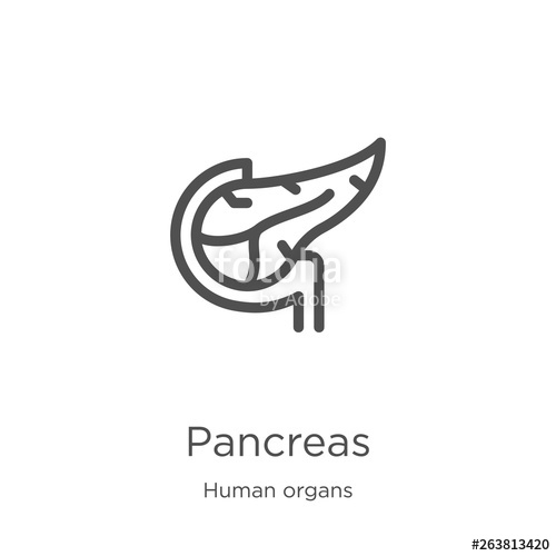 500x500 Pancreas Icon Vector From Human Organs Collection Thin Line