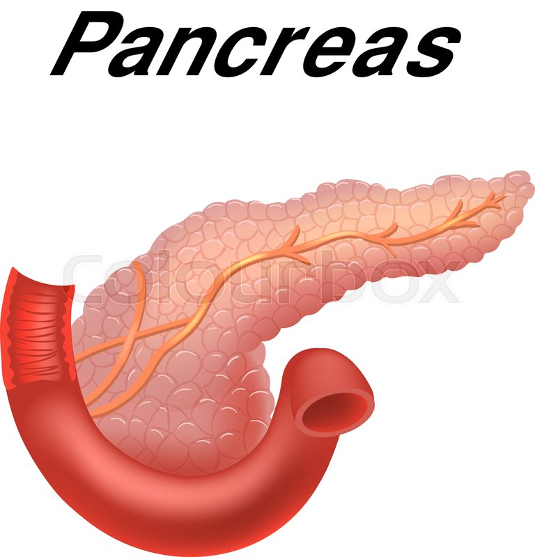 768x800 Illustration Of Pancreas Icon In Stock Vector Colourbox