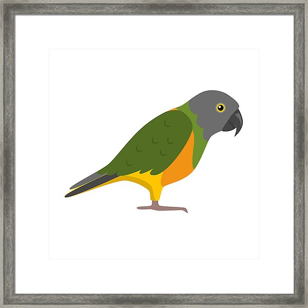 600x600 Senegal Parrot Icon In Flat Style Framed Print