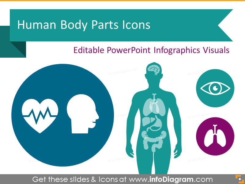 Human Body Parts Organs Infographics 800x600 Human Body Parts Organs Infographics