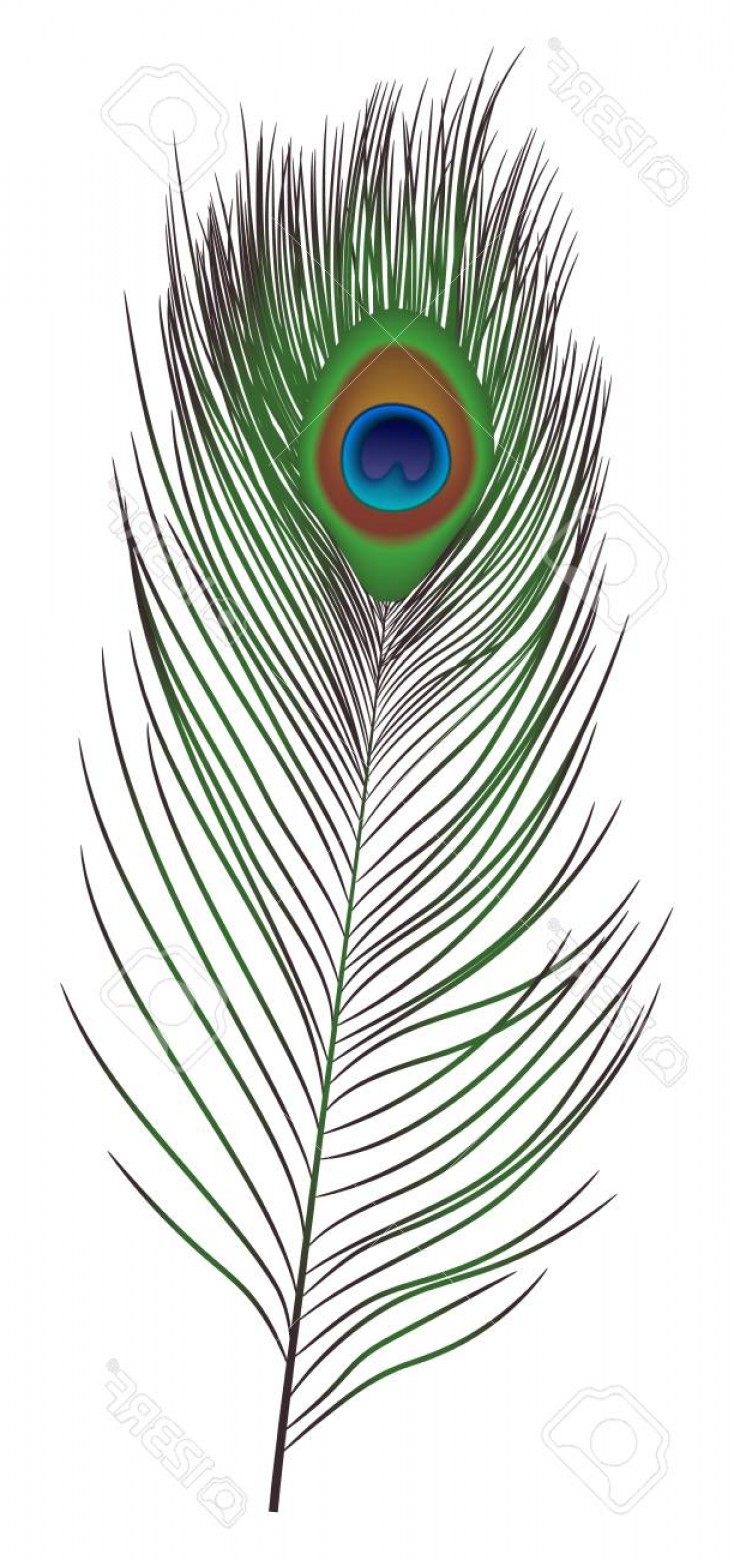 734x1560 Peacock Feather Vector Catamart