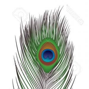 300x300 Peacock Feather Vector Vectors Photos And Catamart
