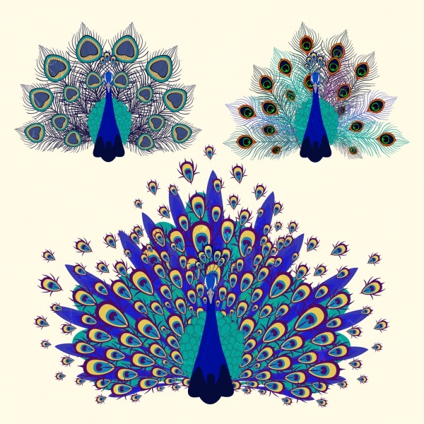 600x600 Peacock Icons Multicolored Feather Decoration Flat Design Free