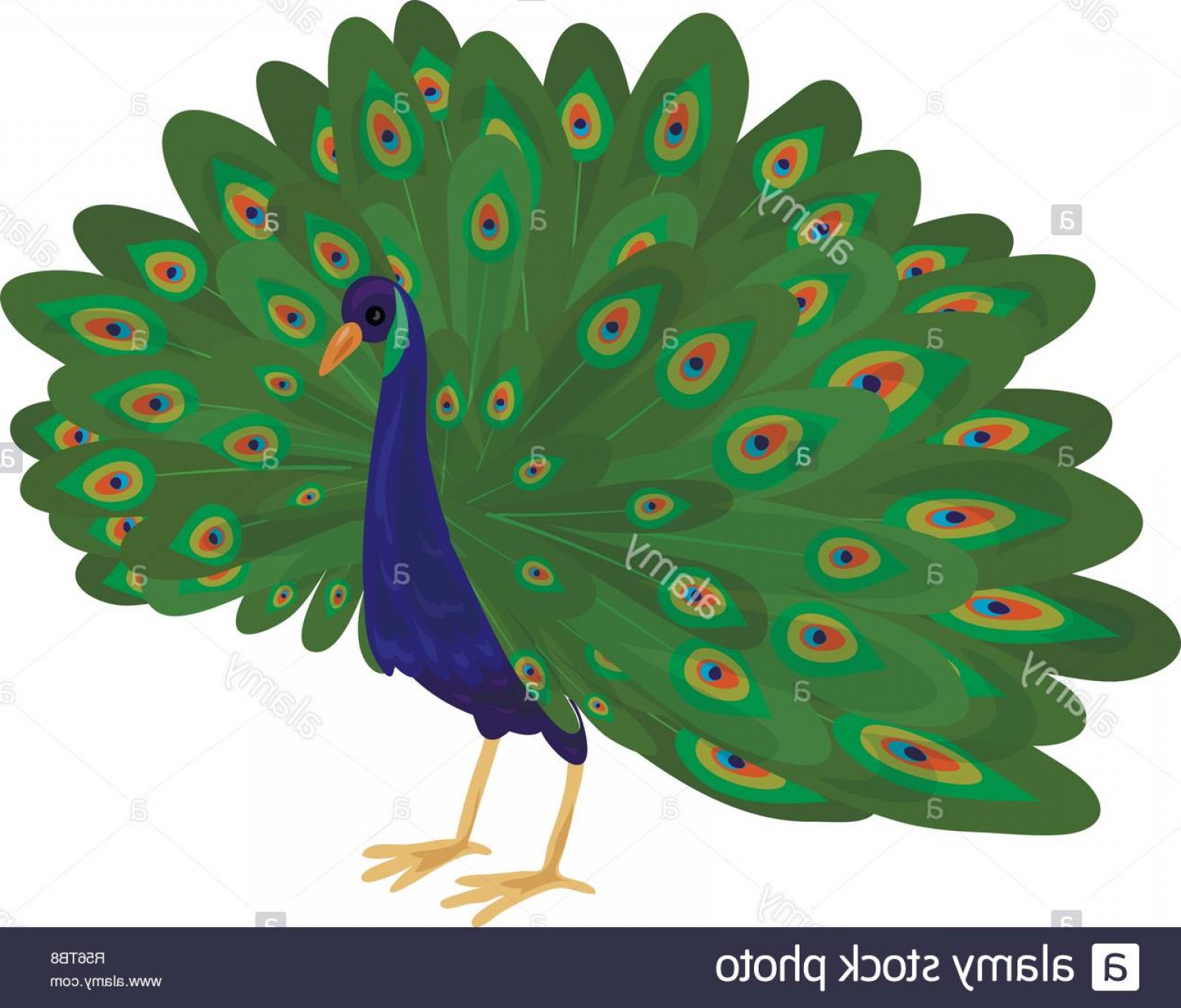 1560x1332 Peacock Vector Studiogrfx