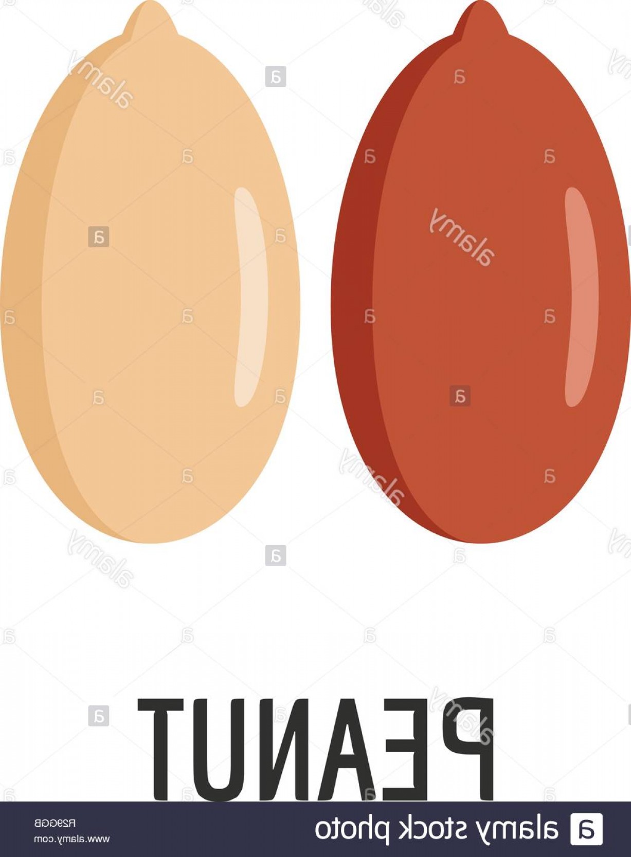 1227x1668 Peanut Icon Flat Illustration Of Peanut Vector Icon For Web Image