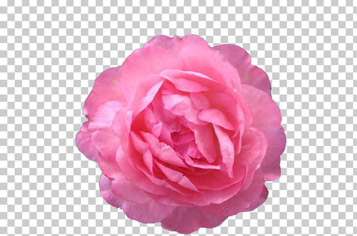 728x482 Moutan Peony Icon Png, Clipart, Artificial Flower, Encapsulated