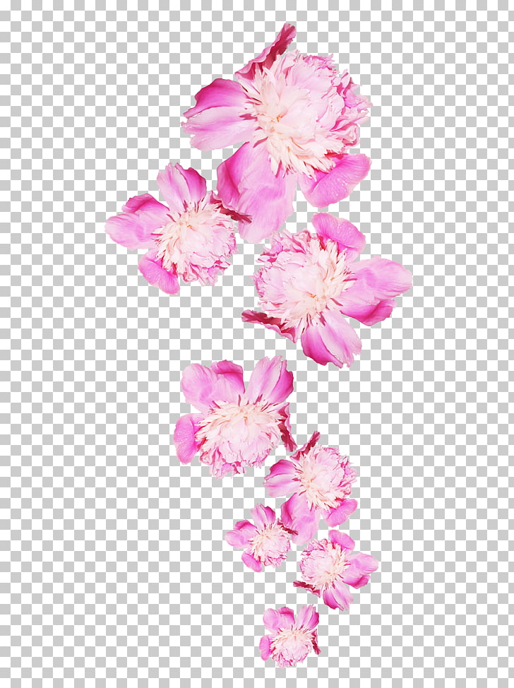 728x974 Peony Flower Icon, Peony, Pink Petaled Flowers Png Clipart Free