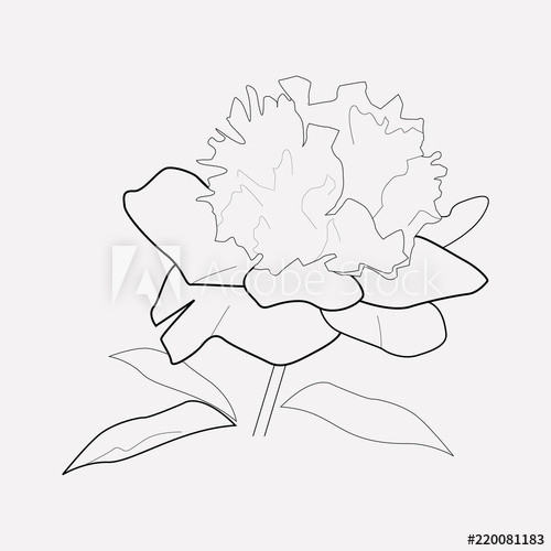 500x500 Peony Icon Line Element Vector Illustration Of Peony Icon Line
