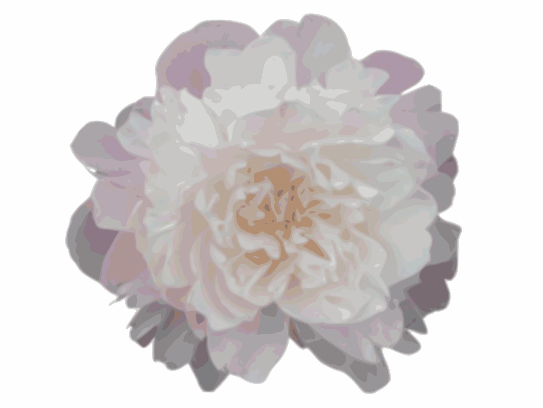 1862x1398 Pink Peony Icons Png