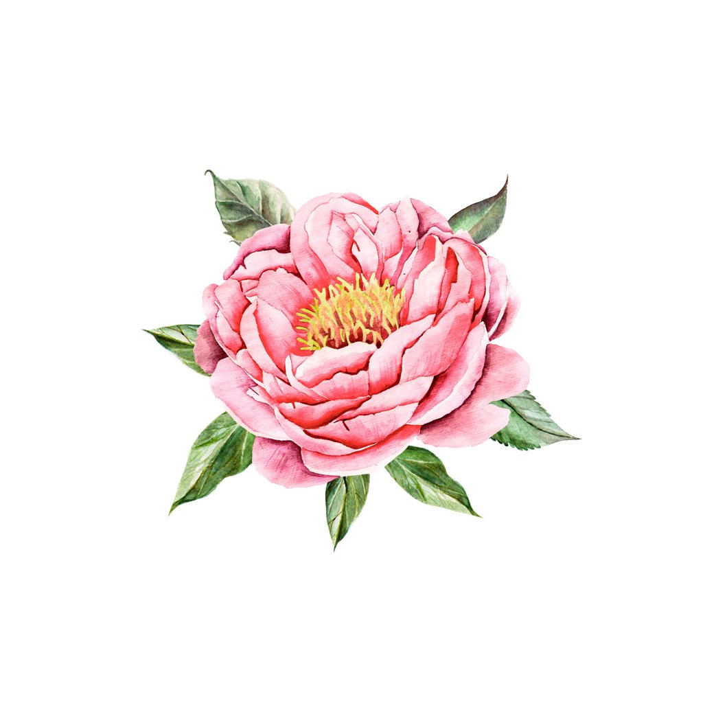1024x1024 Pink Watercolor Peony Tattoo Icon