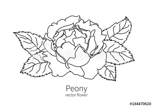 500x350 Vector Peony Icon Lined Flower Isolated Icons For Polygraphy, Web