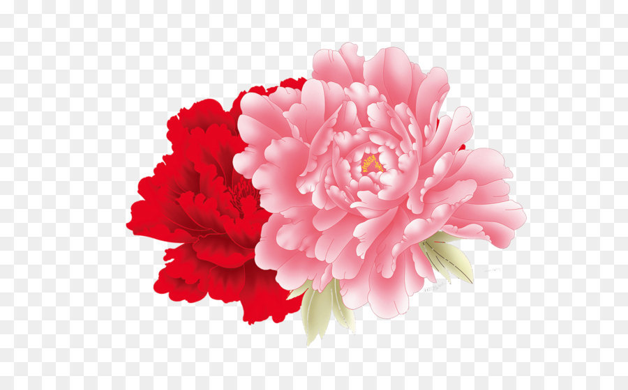 900x560 Common Peony