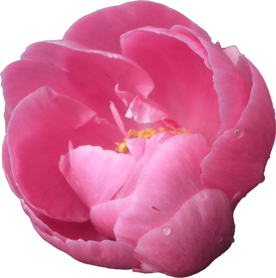 900x908 Download Free Peony Icon Favicon Freepngimg
