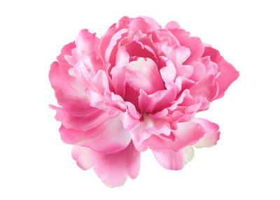 400x286 Download Peony Free Png Transparent Image And Clipart