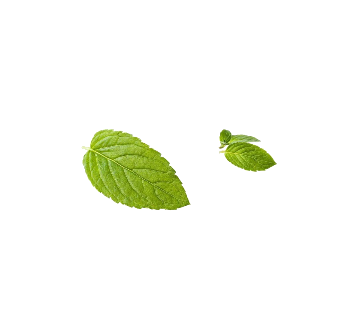 1183x1063 Download Free Green Mint Leaf Peppermint Free Download Png Hq Icon
