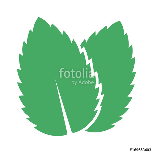 500x500 Two Peppermint Spearmint Mint Or Mentha Leaves Flat Vector Color
