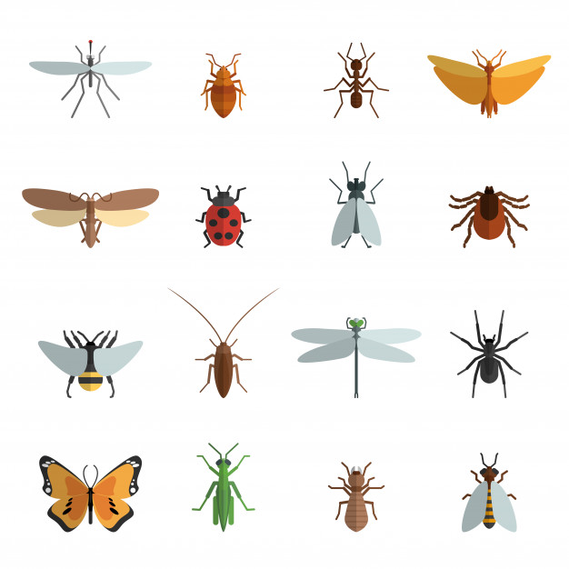 626x626 Insect Icon Flat Vector Free Download