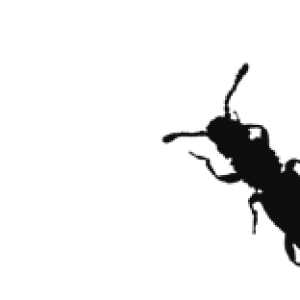 300x300 Stored Product Pest Icon Perth Pest Control