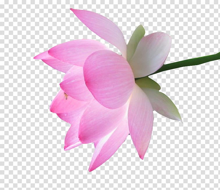 756x653 Petal Icon, Free Lotus Buckle Transparent Background Png Clipart