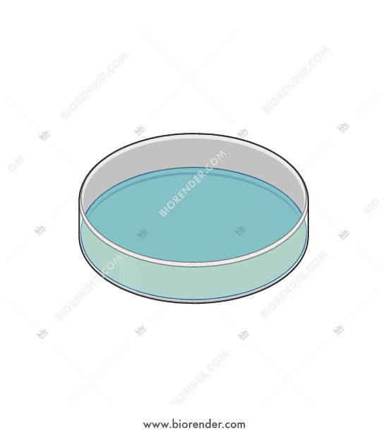550x620 Biorender Petri Dish