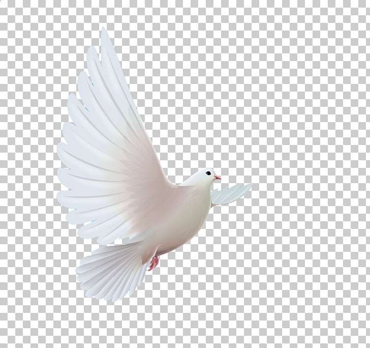 728x684 Homing Pigeon Bird Columbidae Icon, Pigeon, Flying Dove Png