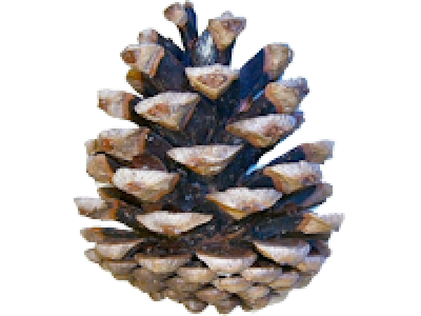 Pine Cone Icon Png Images Download Pine Cone Icon Pictures 600x450 Pine Cone Icon Png Images Download Pine Cone Icon Pictures